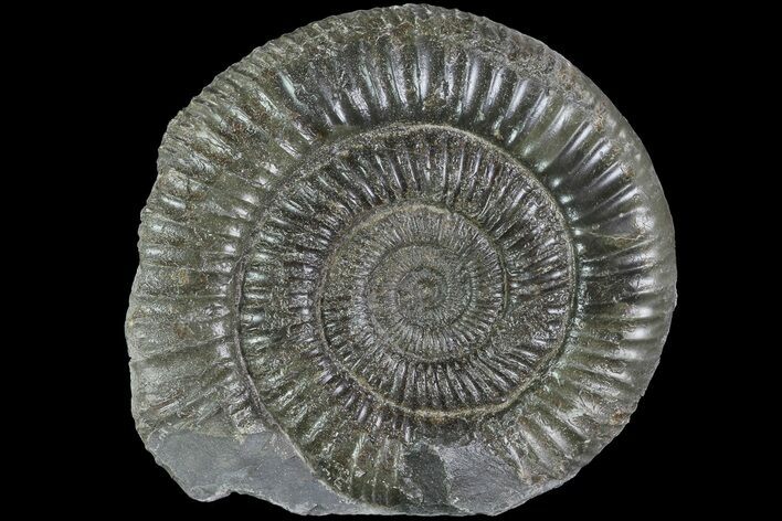 Dactylioceras Ammonite Fossil - England #84922